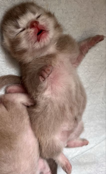 Породистые котята