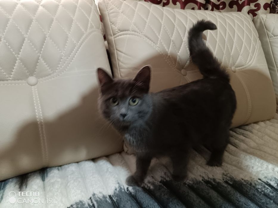 Срочно  Продаются кошки породы Скотиш страйт-8 месячные цена окончател