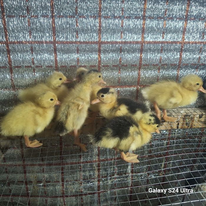 Урдак жужалар бор