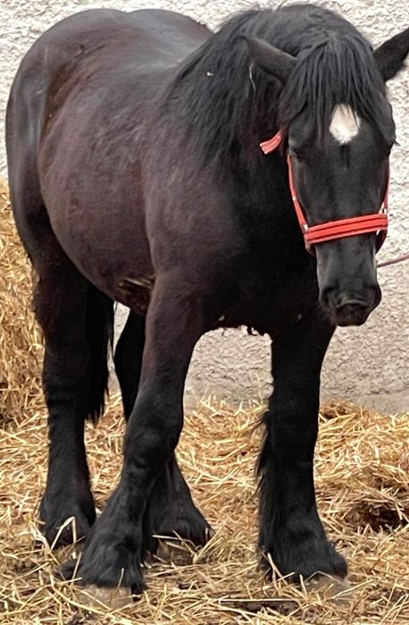 Mânz ardenez negru de vânzare