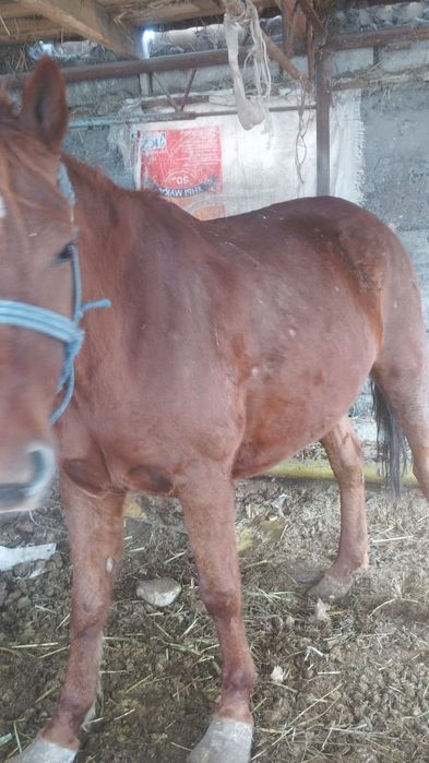 Бие сатылады семыз