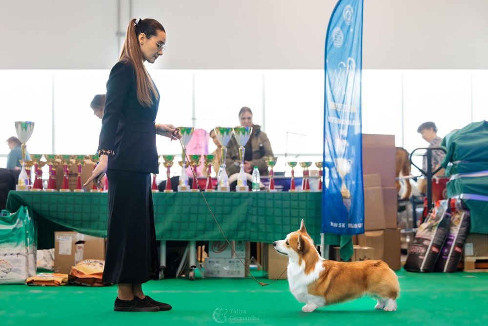 Щенки вельшкорги пемброк