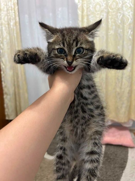 Отдам котенка бессплатно