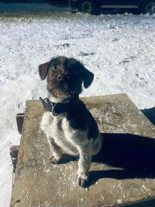 Щенок  дратхаара