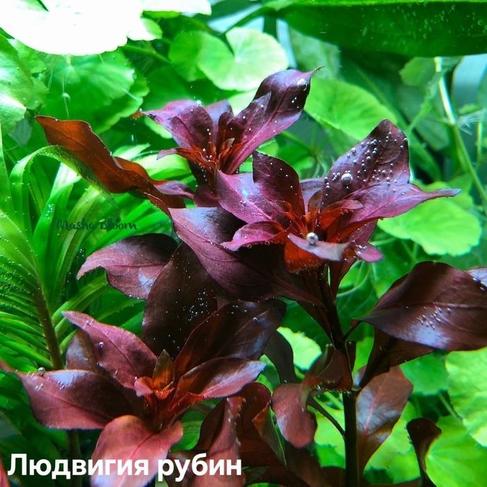 Растения аквариума без Со2