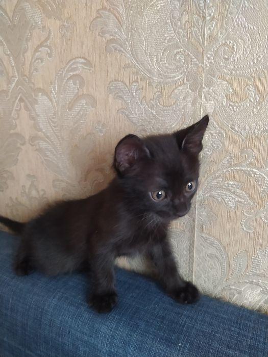 Домашние котята в добрые руки