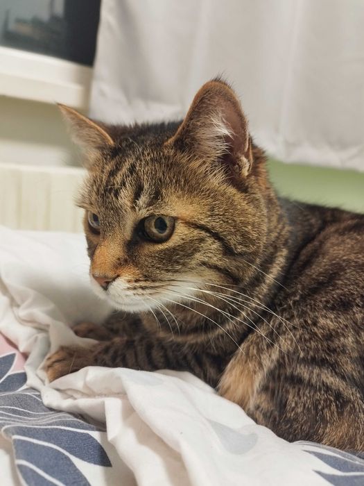 Мишето търси своя нов дом