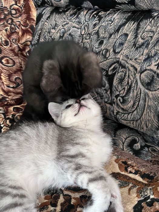 Отдам котят в добрые руки