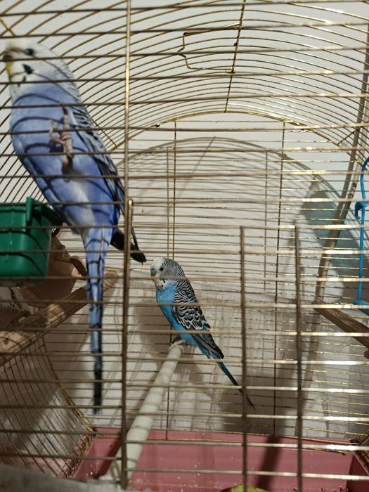 Попугайчики,Самец,самка +Клетка