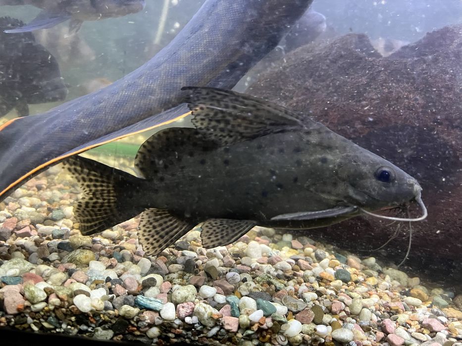 Синодонтис сом иг