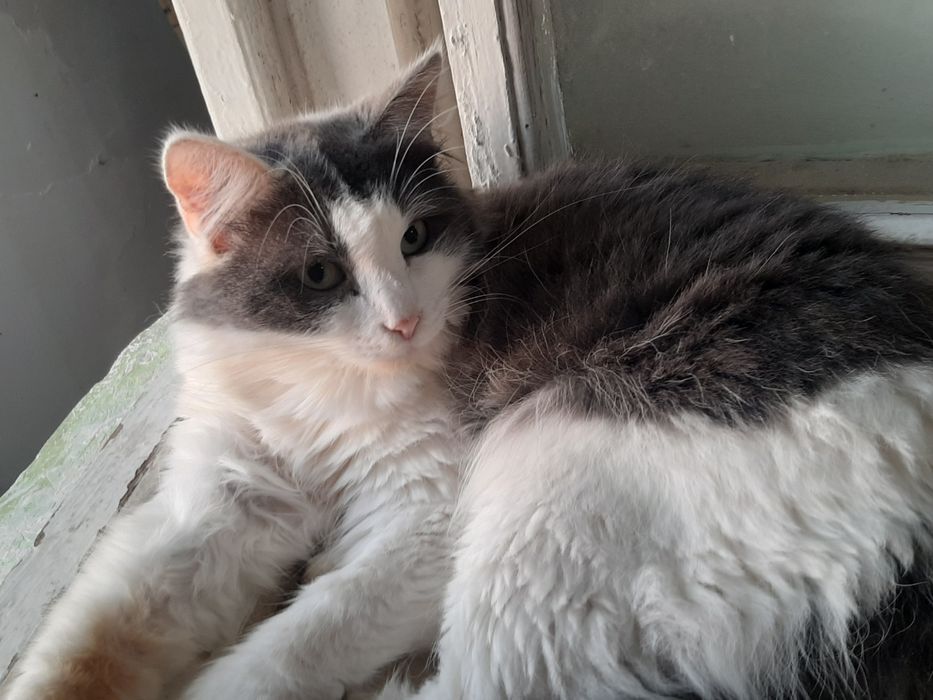 Кошки в добрые руки