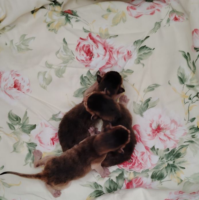 Абиссинцы Американская линия