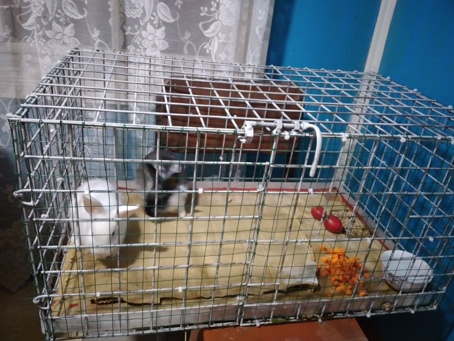 Продам декоративных кроликов