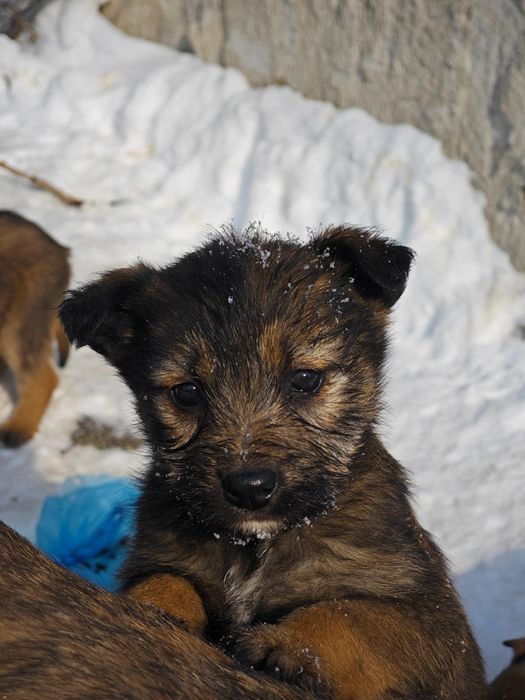 Брошенные щенята ищут родителей