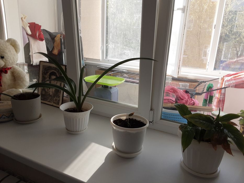 Комнатные растения