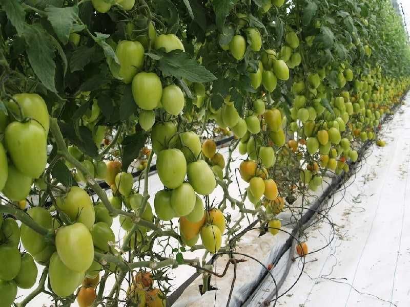 Испанские, корейские теплицы в Узбекистане