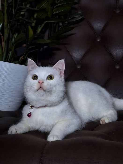 Подари Адэль семью