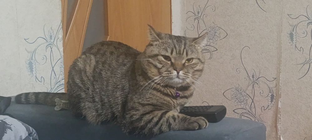 Вязка кота (британец)