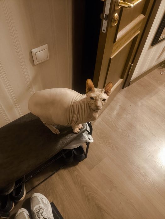 Отдам кота сфинкса в добрые руки