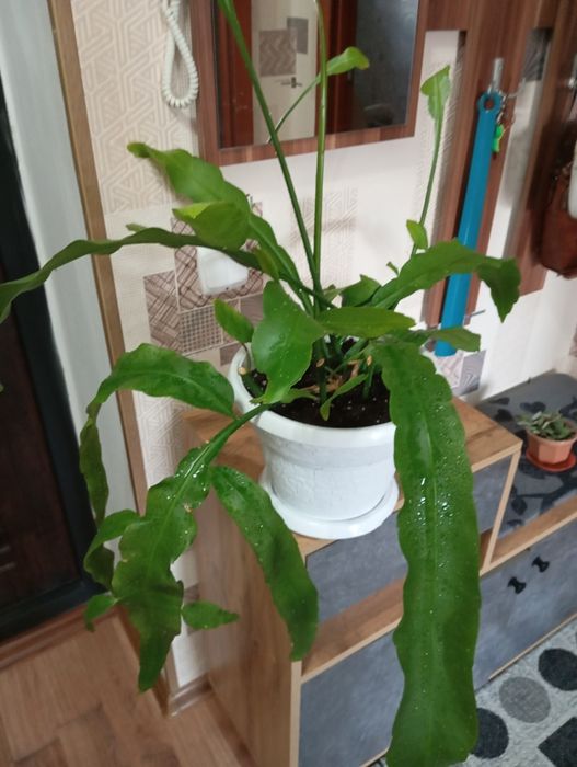 Продам растения цветы