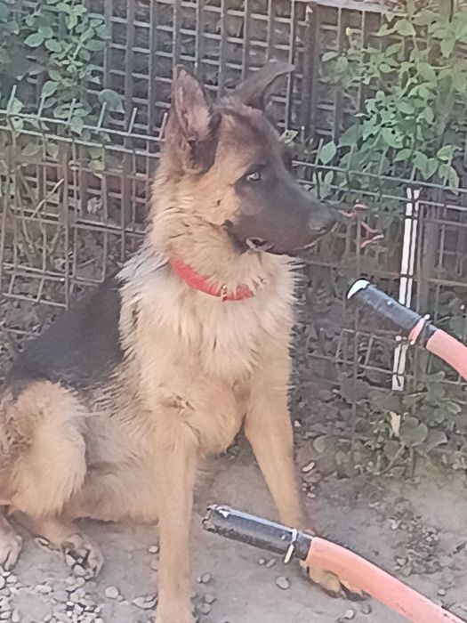 Ciobănesc German cu Pedigree