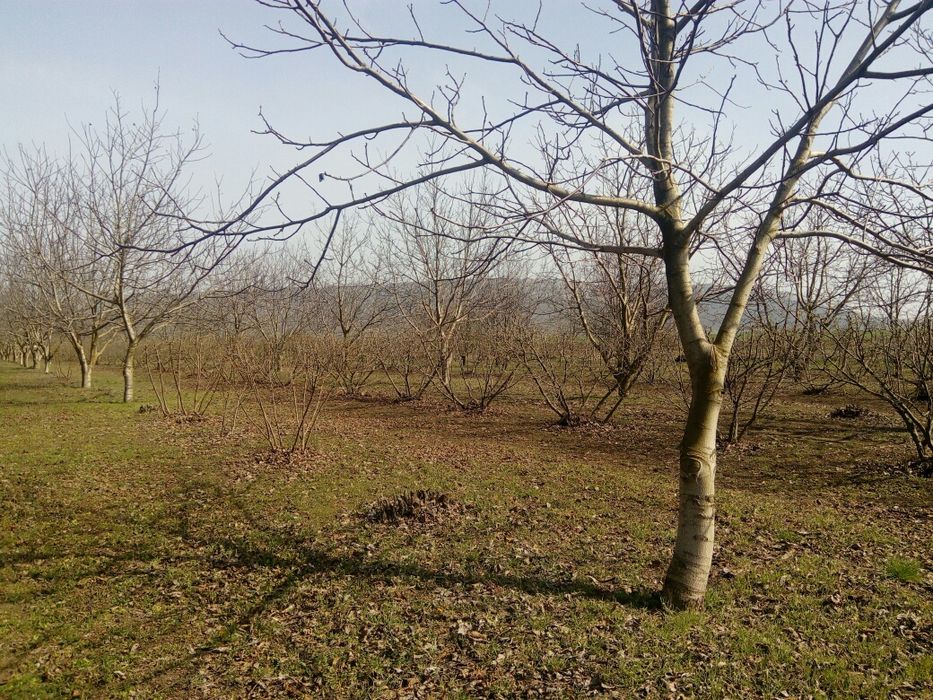 Продава се Земеделски имот в Шумен, Център -  кв.м за 3060 €/дка - Снимка #19