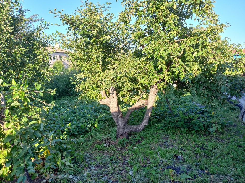 Продам дом в селе Катарколь.