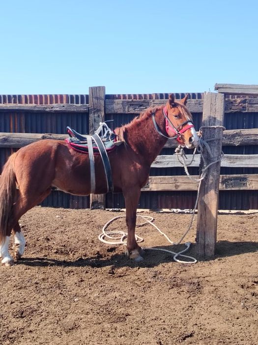 Айғыр сатылады жасы 4 те