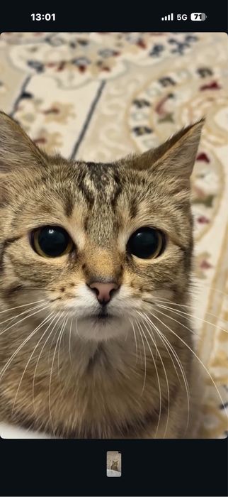 Отдам срочно кошек