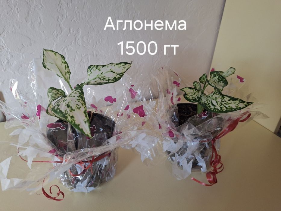 Комнатные растения одоптированые