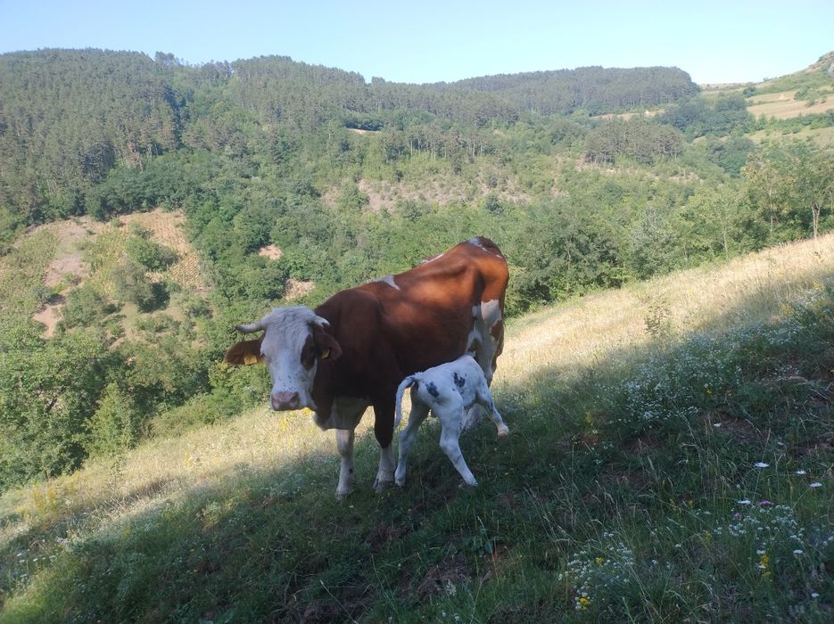 Vaca bălțată romaneasca