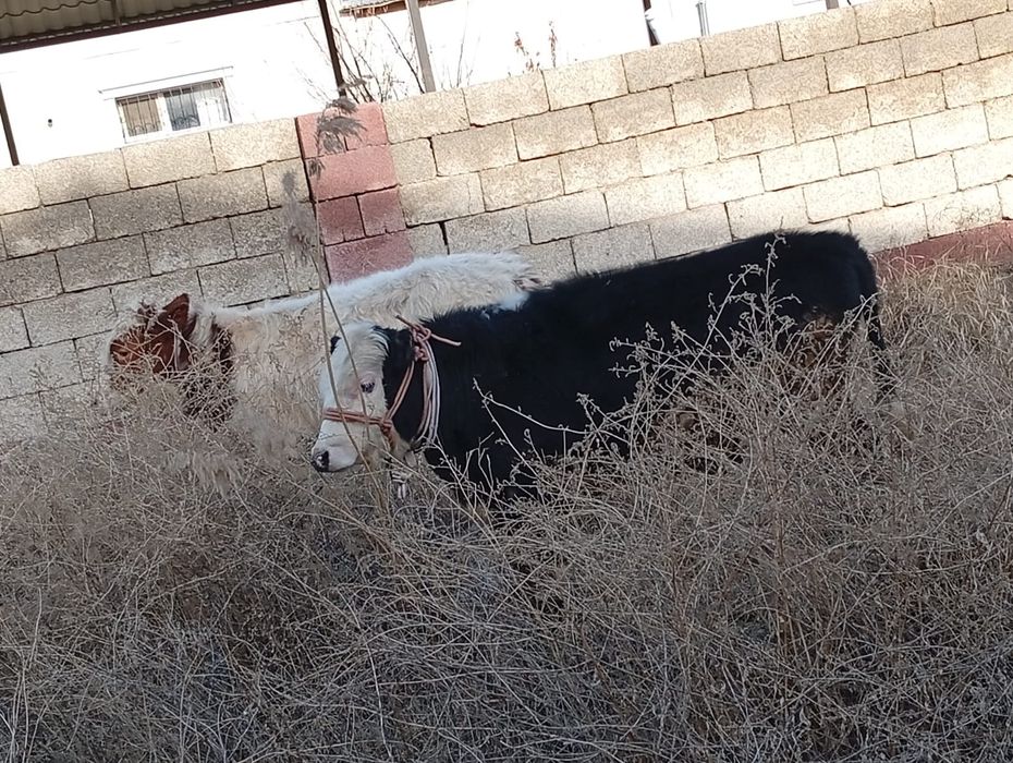 Продам быков породистых