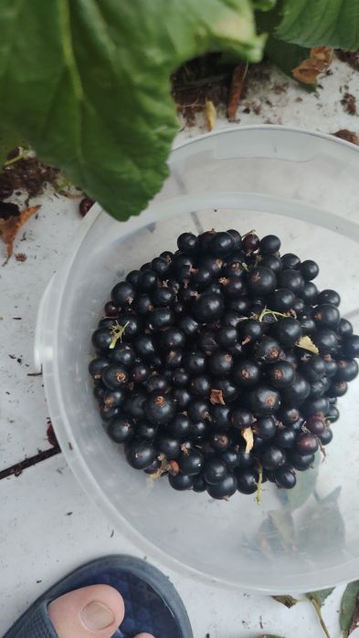 Дача продам срочно