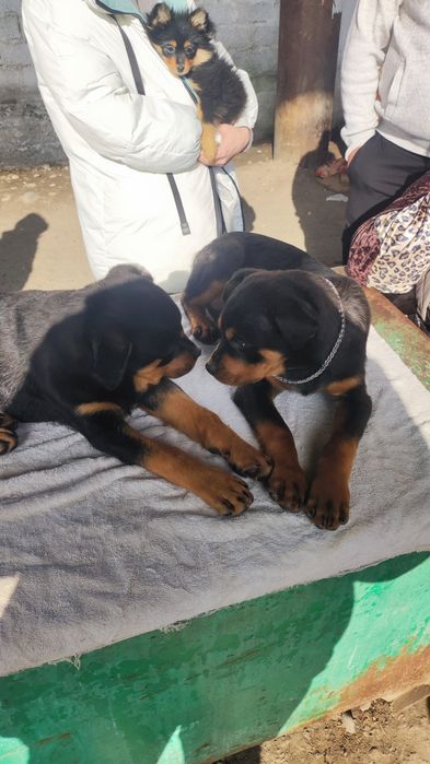 Ротвейлеры продаются