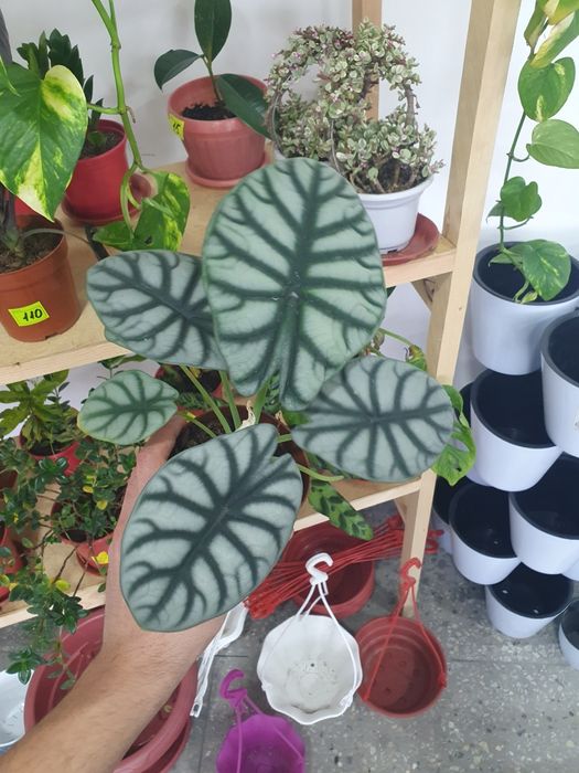 Alokaziya алоказия