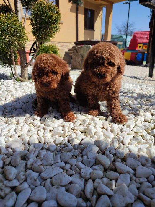 Пудел Той/Toy Poodle