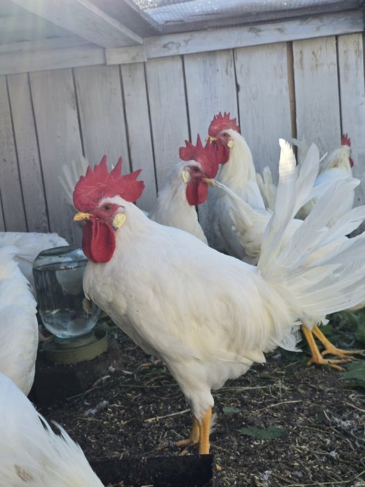 Продам! Петушков Леггорн!