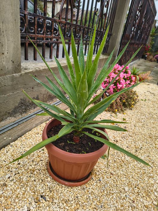 Van yucca și arbore de cauciuc ,diferite mărimi