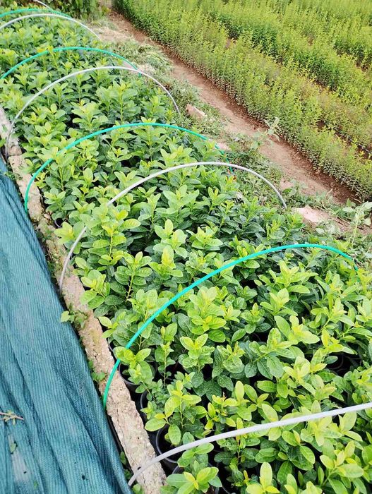 Лавровишна Новита