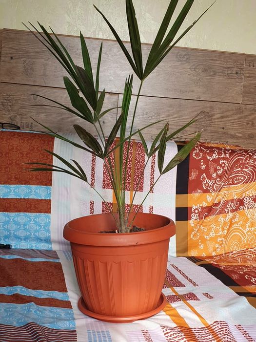 Финиковый пальма