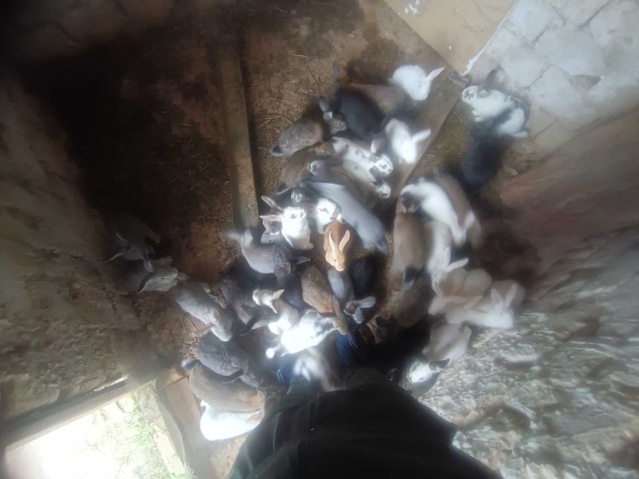 Quyon bolalari bor sotiladi ona quyonlarga bartir ham qilinadi