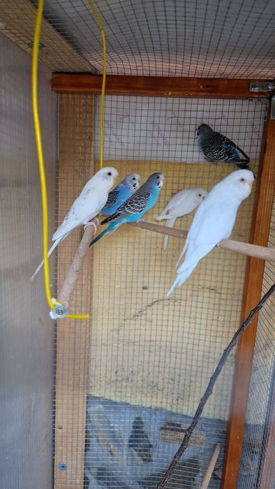 Papagali perusi  pasari