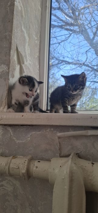Отдам котят  1 месяц