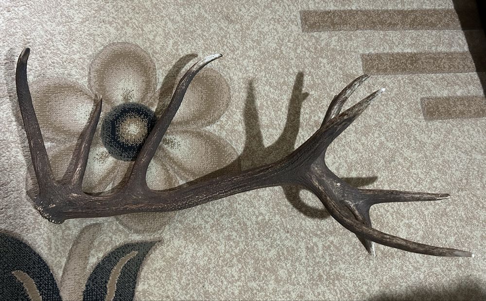 Рог от благороден елен