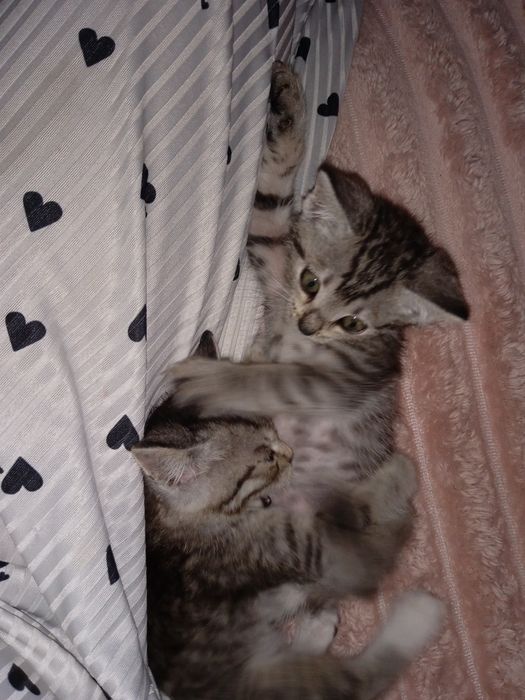 отдам котят в хорошие руки