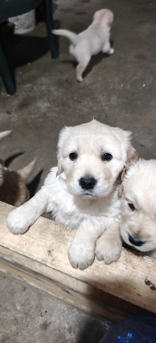 Голдън ретривър/Golden retriever