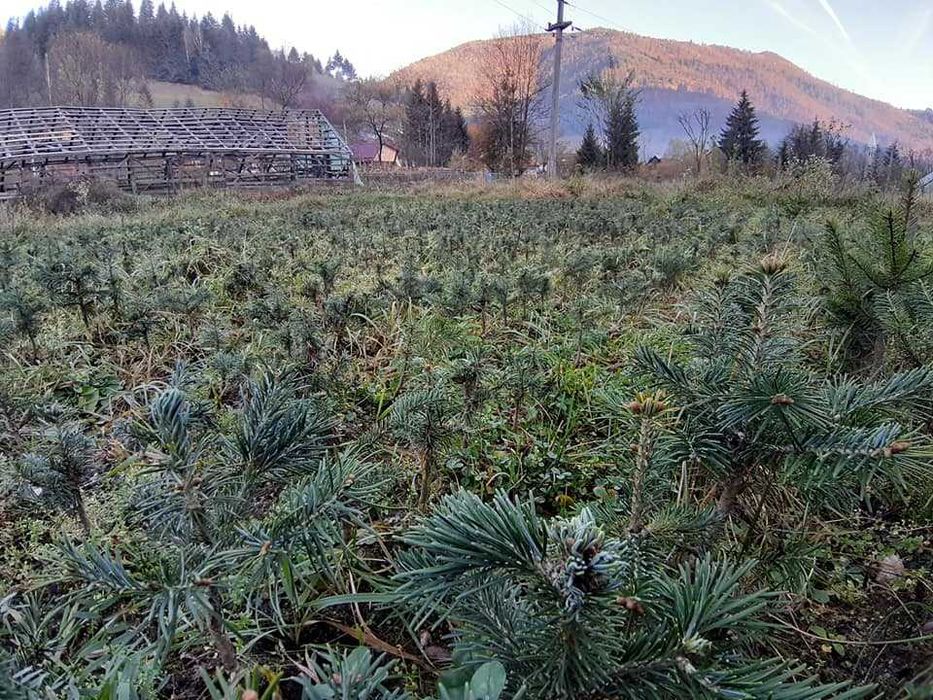 Puieti brad Abies Lasiocarpa intens albastrui-argintii