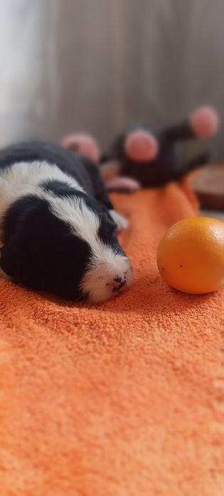 щенки бордер колли