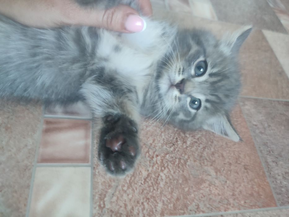 Отдадим красивых котиков
