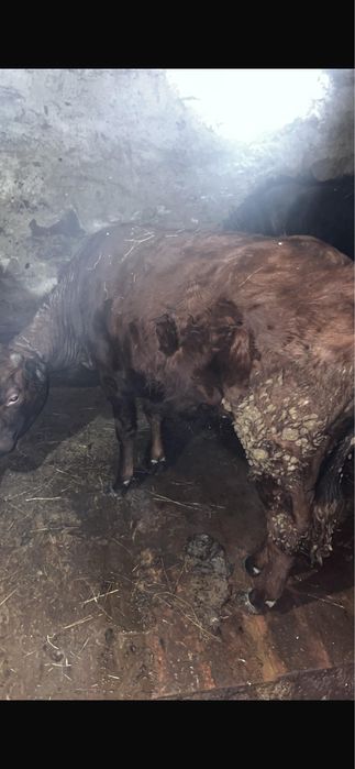 Продам двух телок годовалые